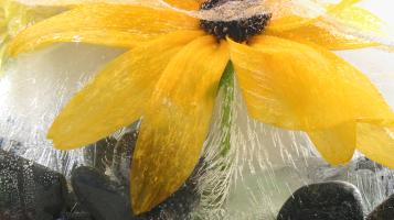 cheney_black_eyed_susan_in_ice_photography_11x14_150_framed_75_matted
