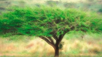 dimondstein_lisa_acaciatree_2006_photo_16x20framed_170