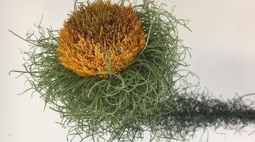 ginter_1