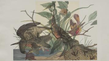 kotovich_nikolas_audubon_collage_2019_gouache_and_pencil_on_paper_30x22_unframed_400