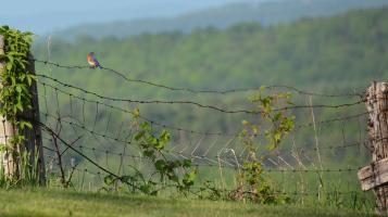 neary_boston_bluebird_happiness_any_size_150