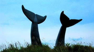 sardonis_jim_whale_tails