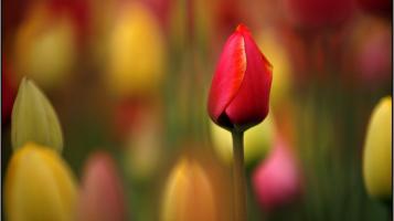 tiberio_annie_state_house_tulips_2008_photo_20x20_wood_frame_300
