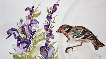 tomczak.house_finch_with_skullcap._2015.watercolor._12_x_10.200._dsc00007_copy_2