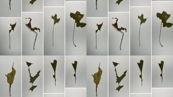 A staggered grid of images of leaf shards, in varying shades of brownish green, against grey backgrounds