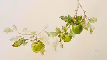 A watercolor painting of green apples on a tree branch on a white background.
