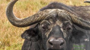 Photograph of a close shot of a buffalo. 