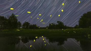 Photograph of the night sky and star trails in bright yellow on a blue sky. 