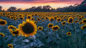 Saturated photograph of a sunflower field at sunset.