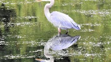 Photograph of a great blue heron reflecting into the water's surface.