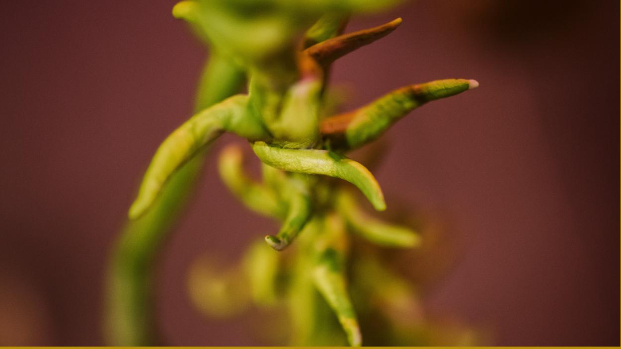 Estefania Puerta: Sore Mouth Swore, BCA Center Installation