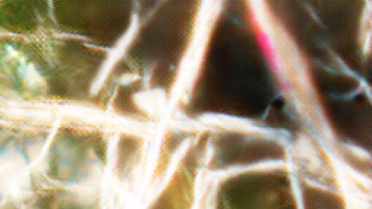A digital image of webs of light, tinged with green and pink, entangled across a black background