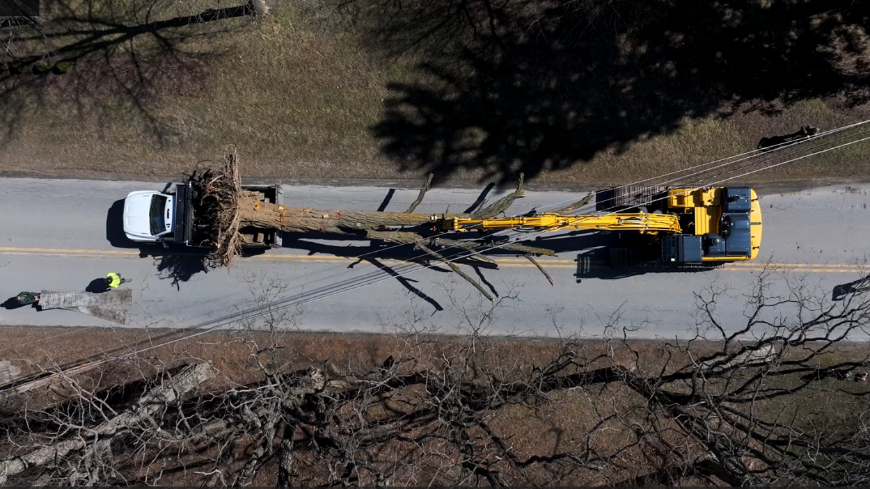 aerial photo of a tree on a flatbed truck